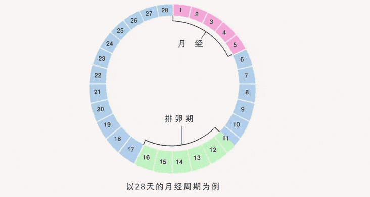 排卵期一般是什么时候开始算